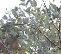 Image of Eucalyptus albida Maiden & Blakely