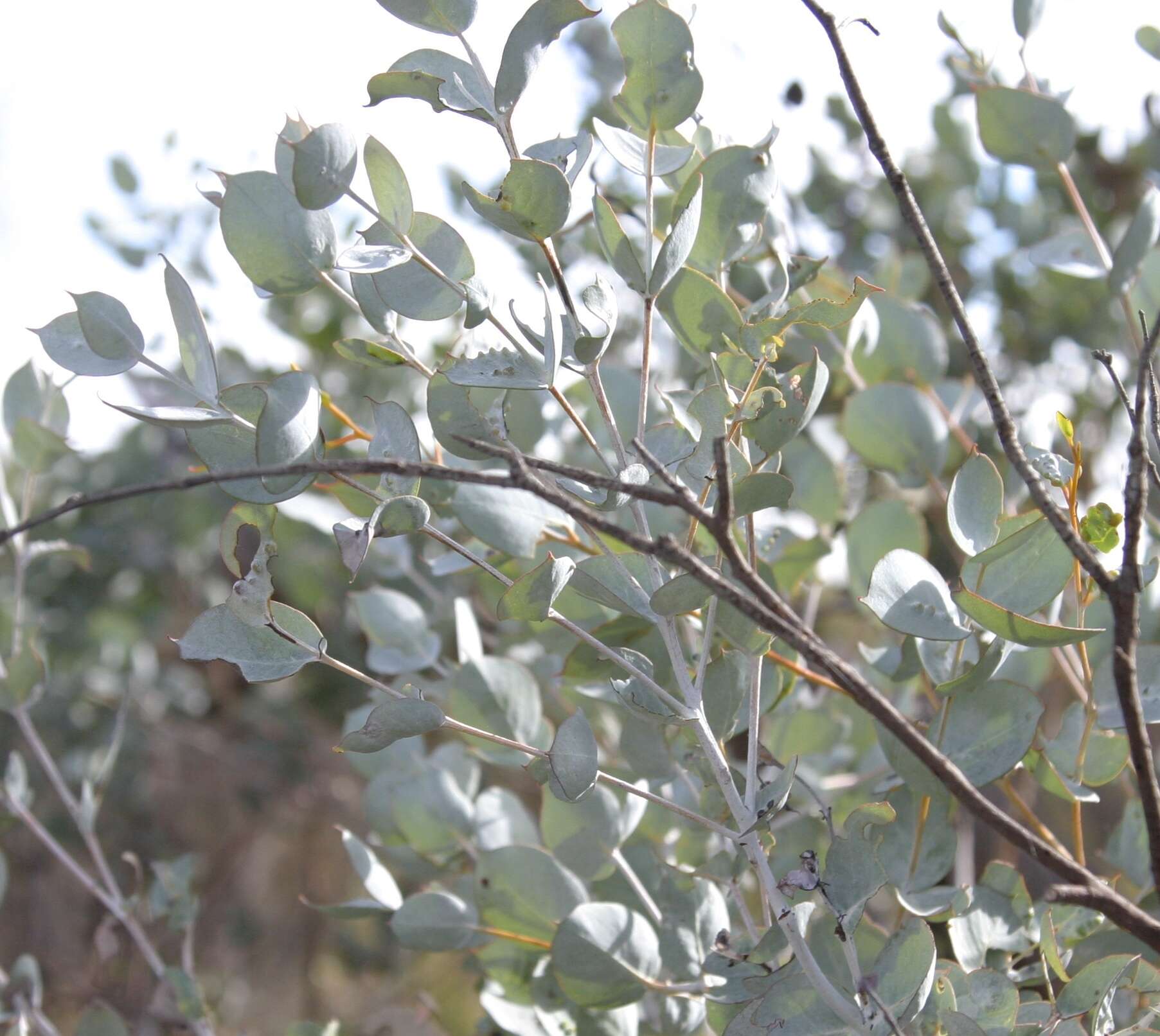 Image of Eucalyptus albida Maiden & Blakely