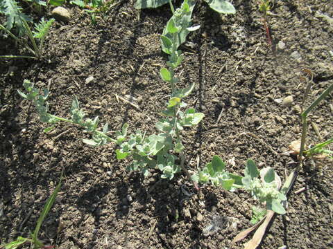 Plancia ëd Chenopodium prostratum Bunge ex Herder