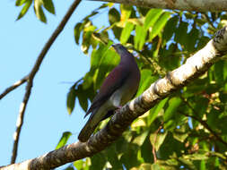 صورة Patagioenas cayennensis (Bonnaterre 1792)