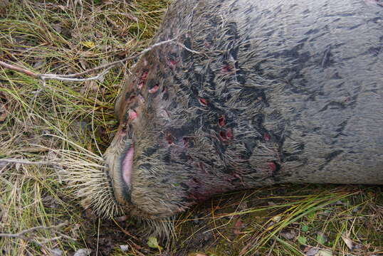 Image of bearded seal