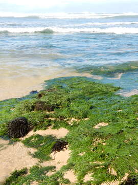 Image of Caulerpa filiformis