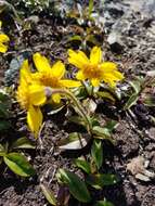 Image of snow arnica