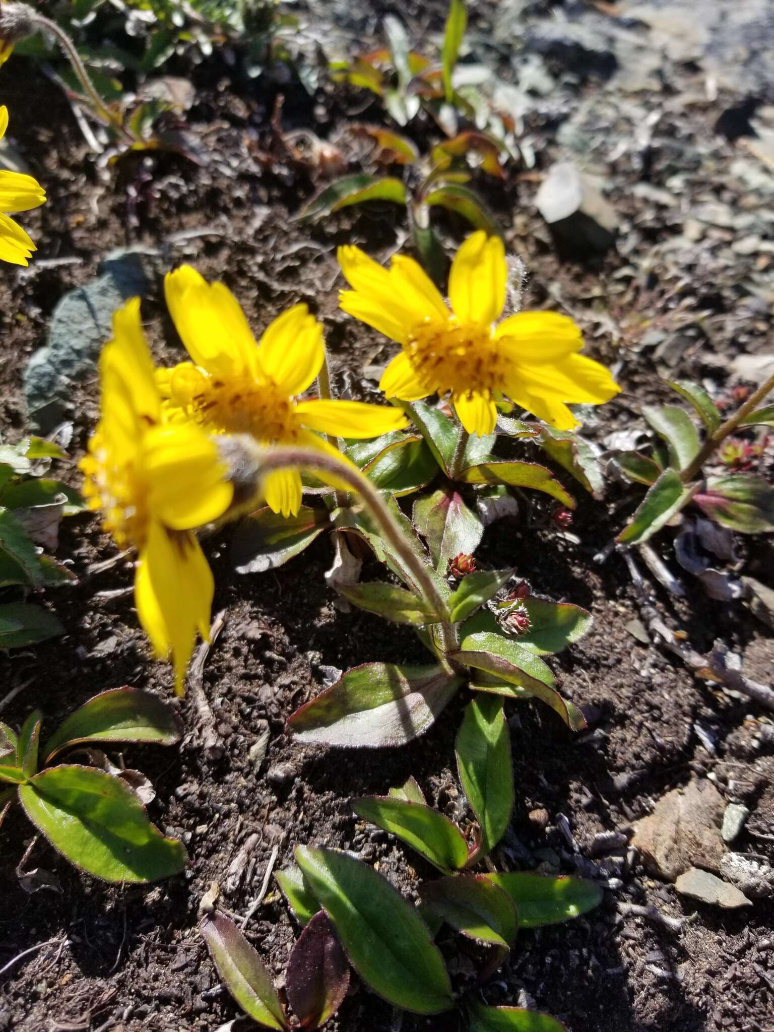 Image de Arnica griscomii subsp. frigida (Iljin) S. J. Wolf