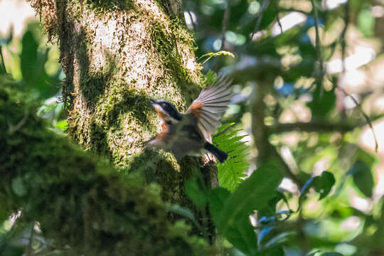 Image of <i>Batis dimorpha</i>