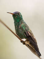 Image of Indigo-capped Hummingbird