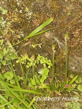 Image of Aletris spicata (Thunb.) Franch.