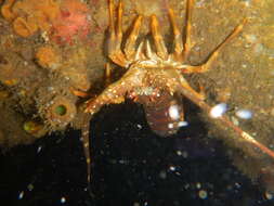 Image of Cape Rock Lobster