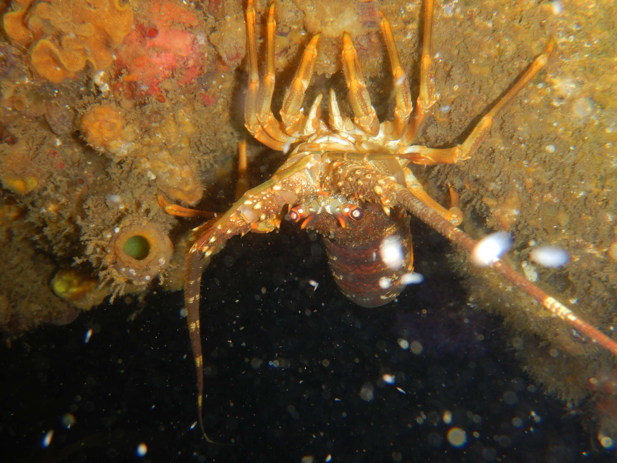 Image of Cape Rock Lobster