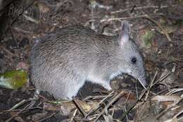 Image of Long-nosed Bandicoot