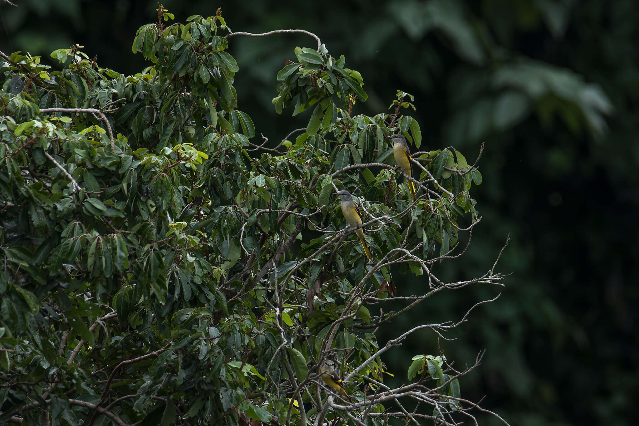 Image of Rosy Minivet