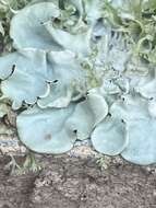 Image of parmotrema lichen