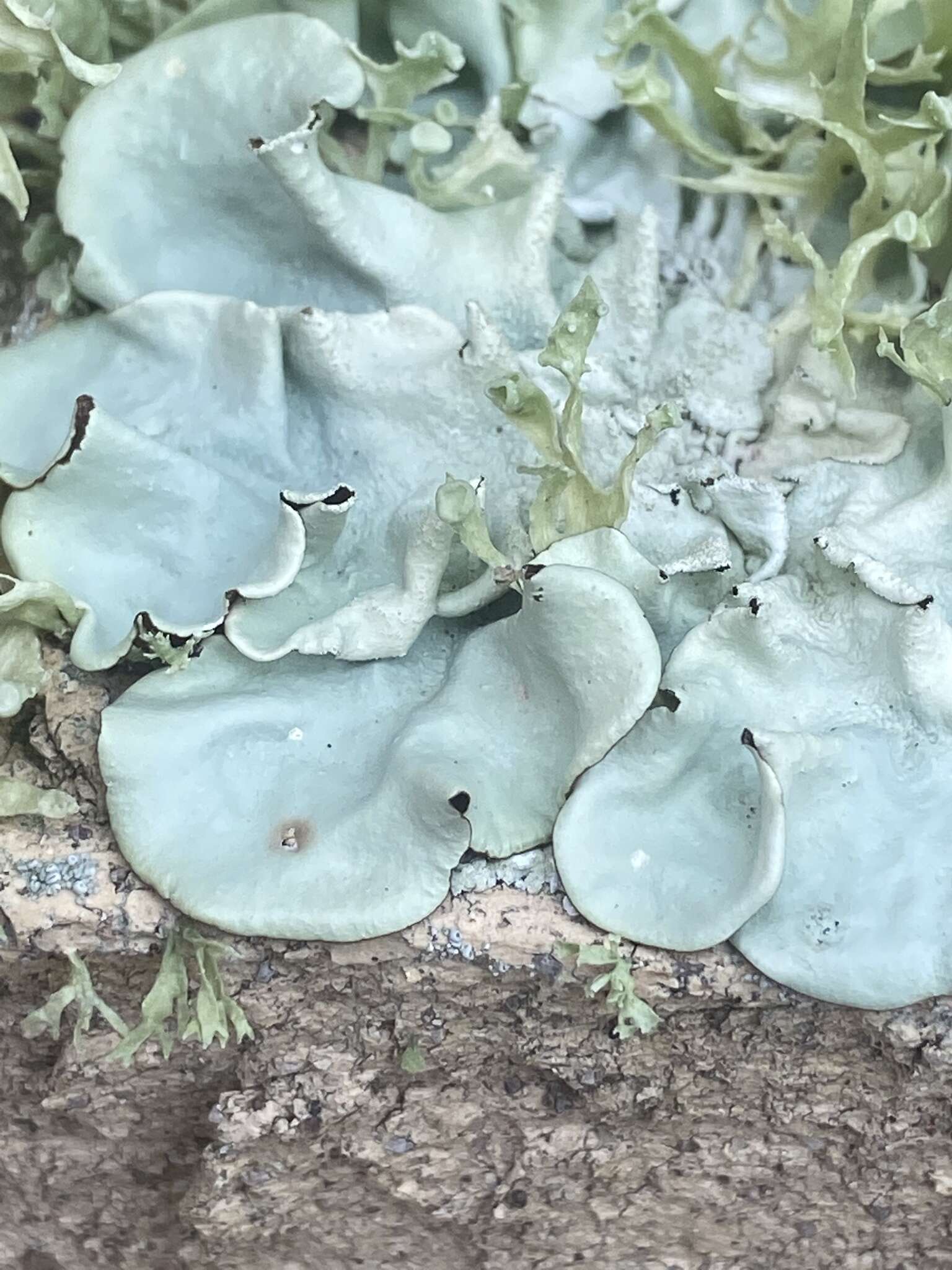 Image of parmotrema lichen