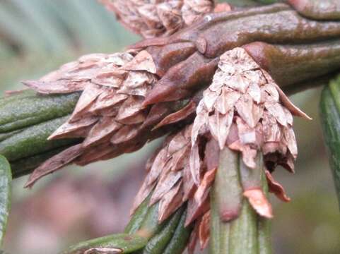 Image de <i>Cephalotaxus harringtonia</i>