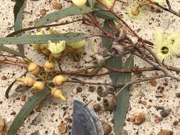 Image of Eucalyptus balladoniensis subsp. balladoniensis