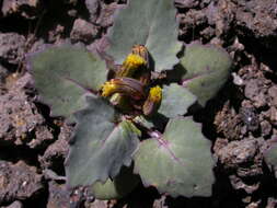 Image of Senecio flavus (Decne) Sch. Bip.