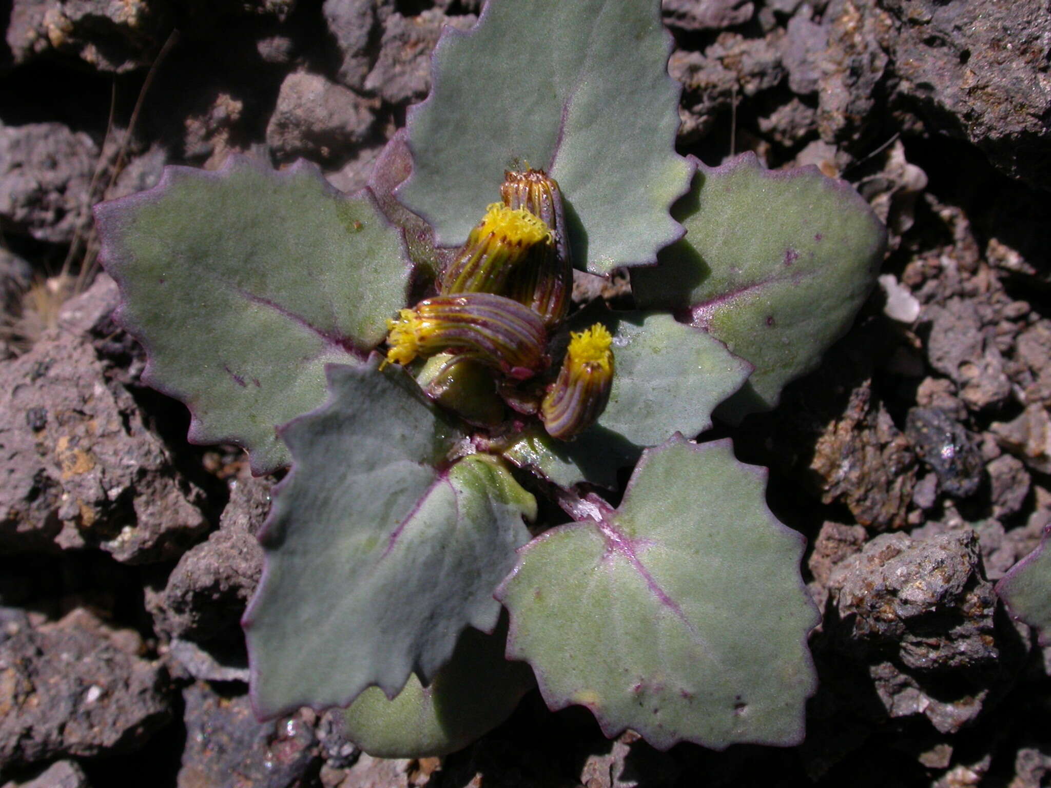 Senecio flavus (Decne) Sch. Bip. resmi