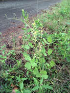 Plancia ëd Rhynchosia latifolia Torr. & A. Gray