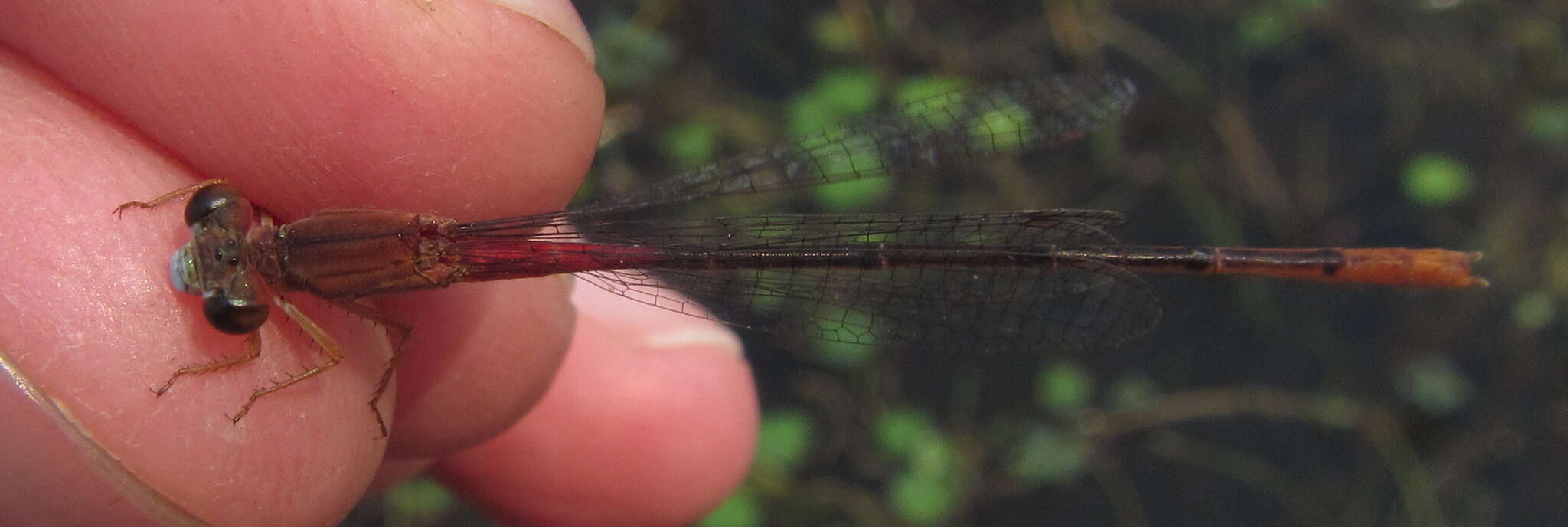 Image of Ceriagrion katamborae Pinhey 1961