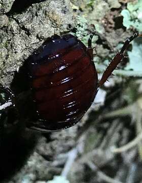 Image of Florida Woods Cockroach