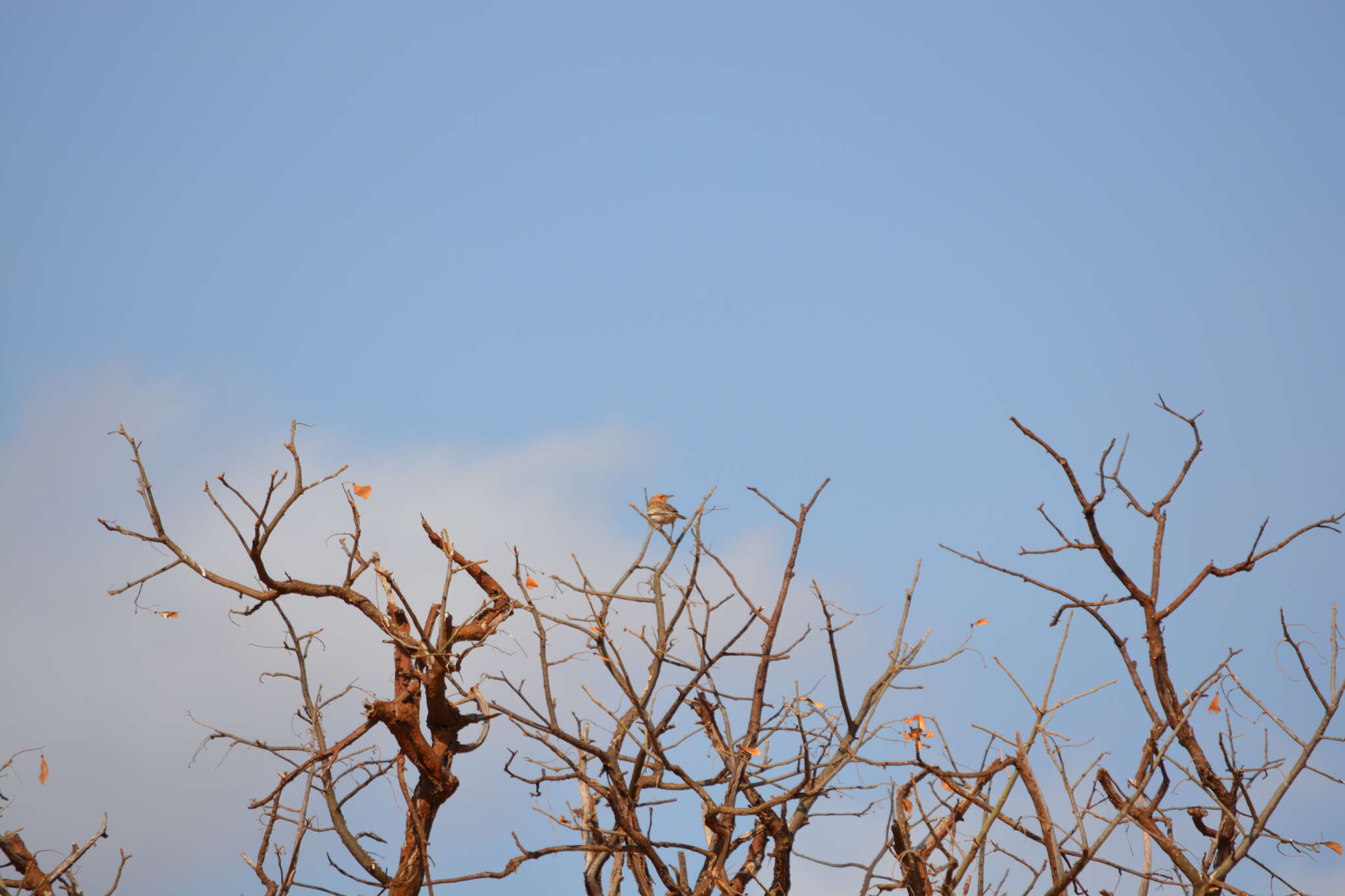 Image of Pink-breasted Lark