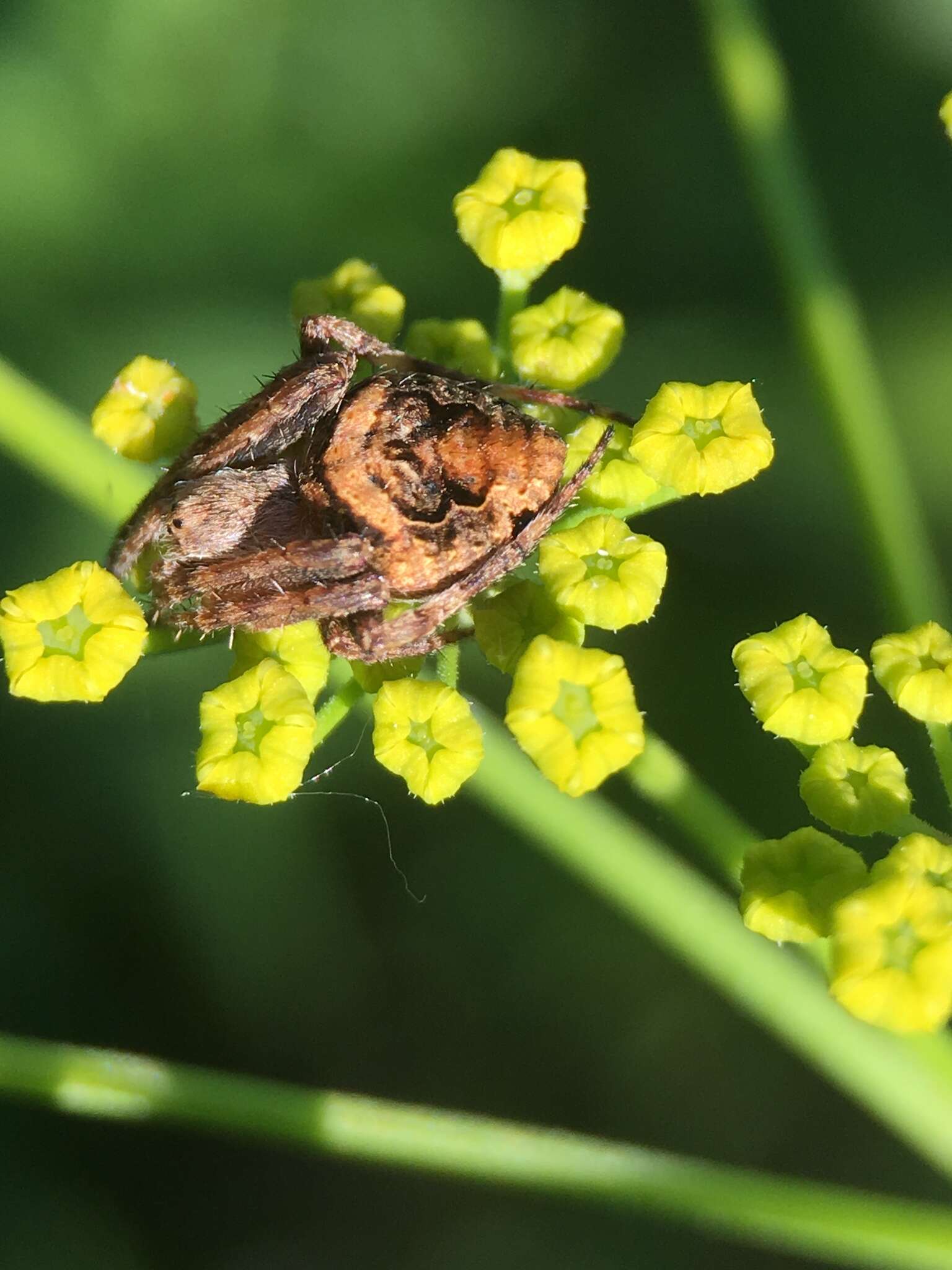 Image of Humpbacked orbweaver