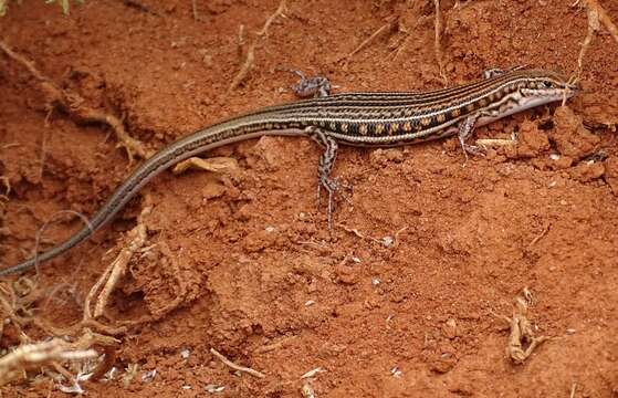 Sivun Ctenotus schomburgkii (Peters 1863) kuva