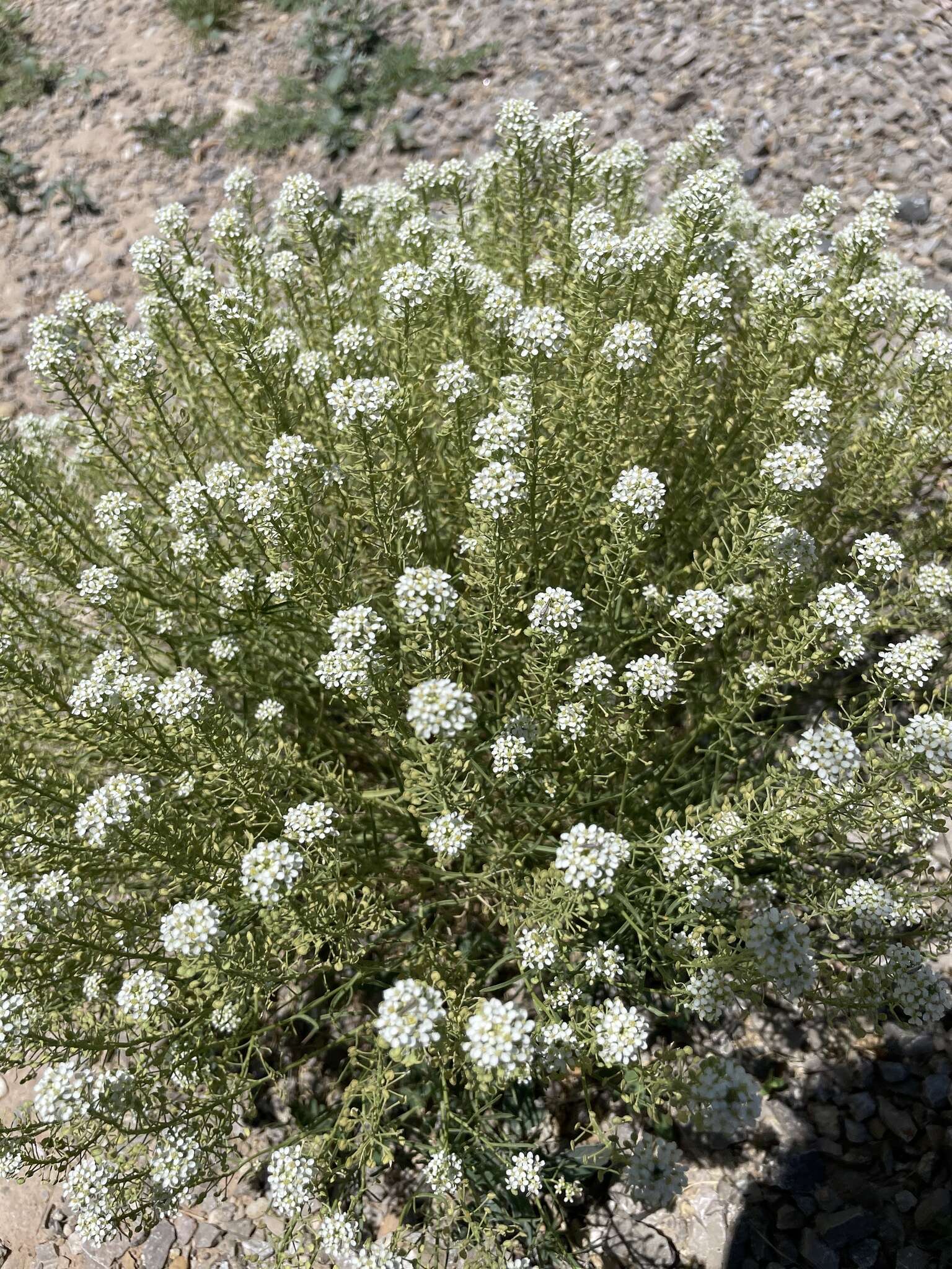 Image de Lepidium alyssoides A. Gray