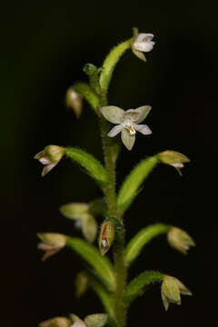 Image of Cranichis diphylla Sw.