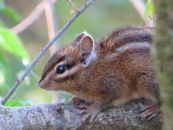 Image of Allen’s Chipmunk