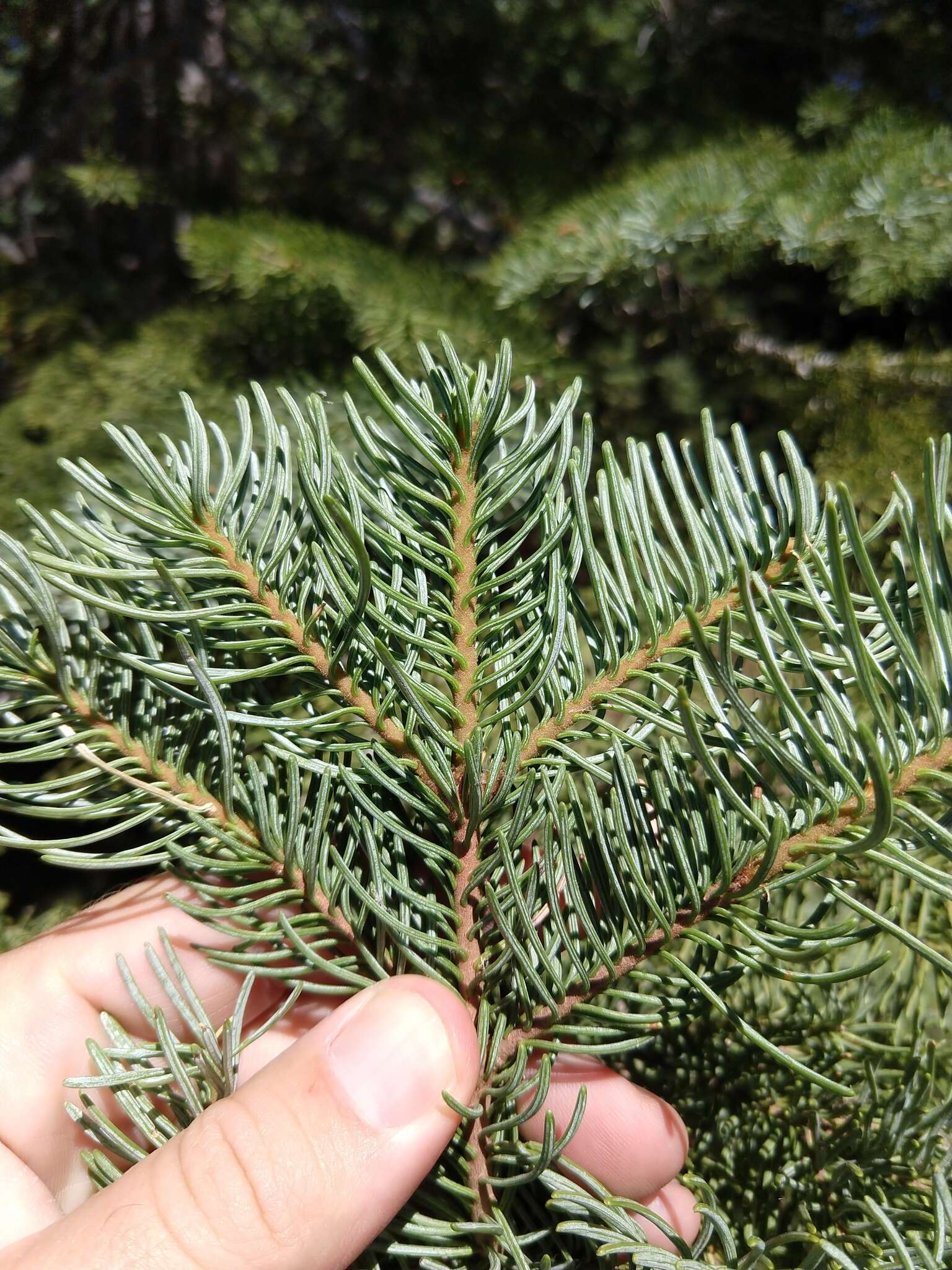 Image of California red fir