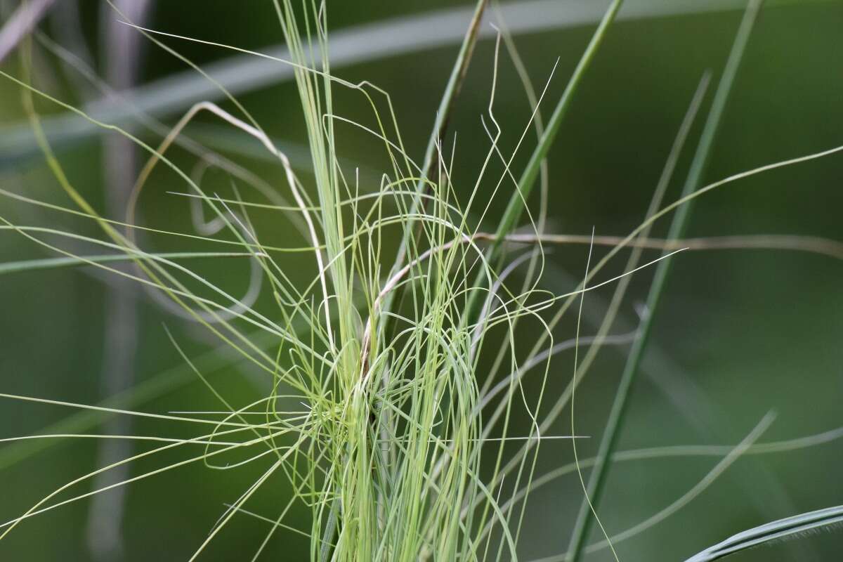 Imagem de Stipa capillata L.