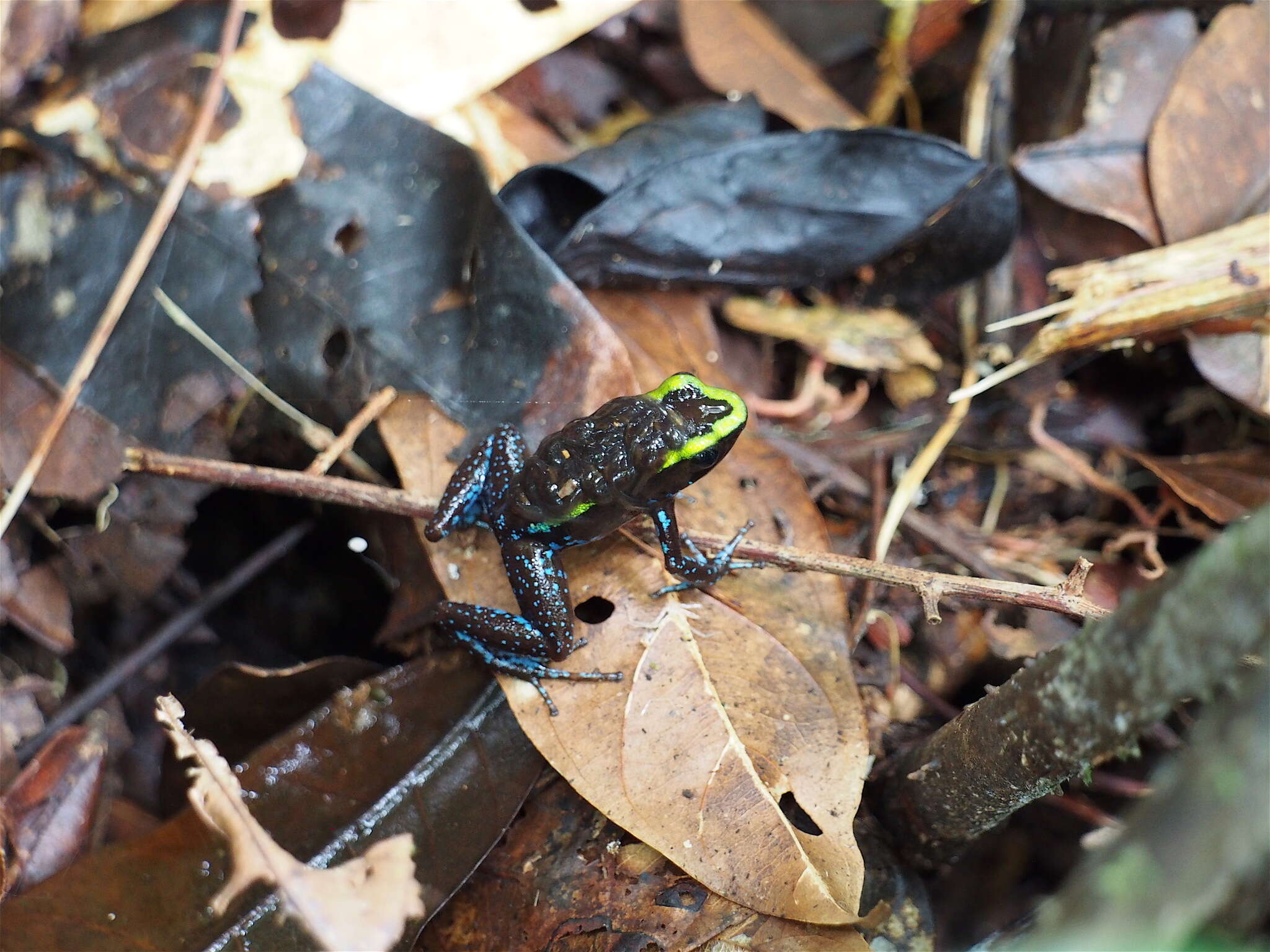 Image of Kokoe Poison Frog