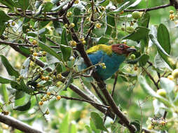 Image of Bay-headed Tanager