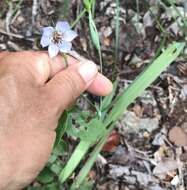 Image of Alophia silvestris (Loes.) Goldblatt