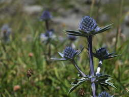 Imagem de Eryngium bourgatii Gouan