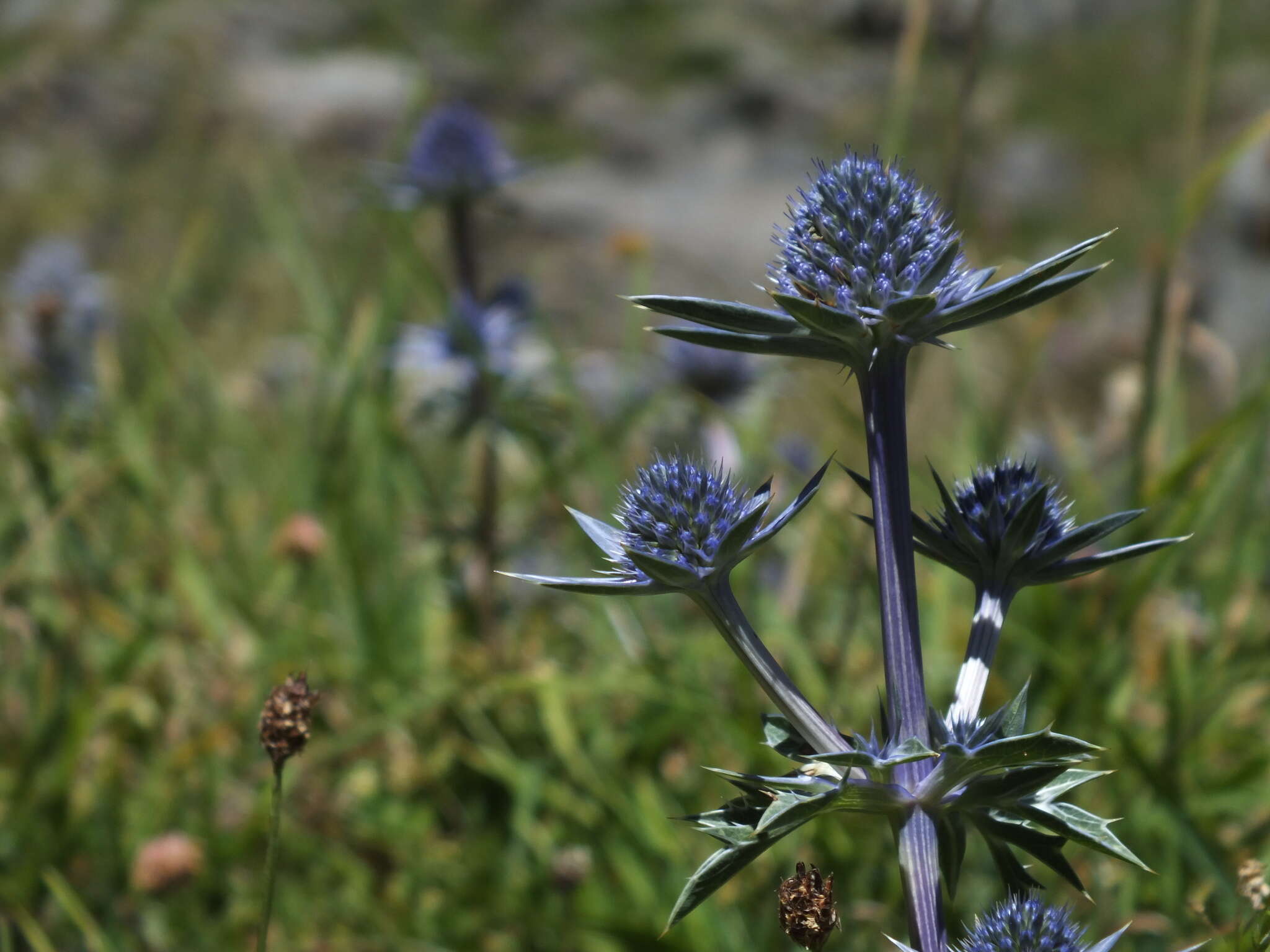 Eryngium bourgatii Gouan resmi