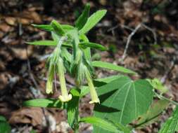 Lithospermum guatemalense J. D. Sm. resmi