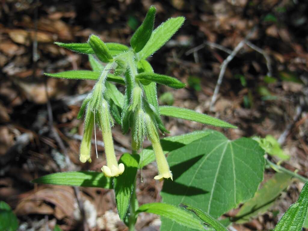 Image of Lithospermum guatemalense J. D. Sm.