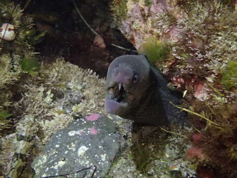 Image of California moray