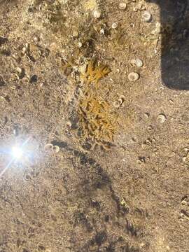 Image of Red algae