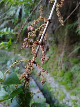 Image of Coriaria japonica subsp. intermedia (Matsum.) T. C. Huang