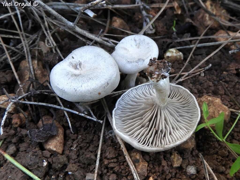 Image of Entoloma undatum (Gillet) M. M. Moser 1978