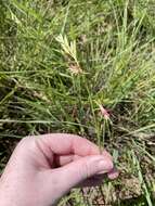 Sivun Oenothera sinuosa W. L. Wagner & Hoch kuva