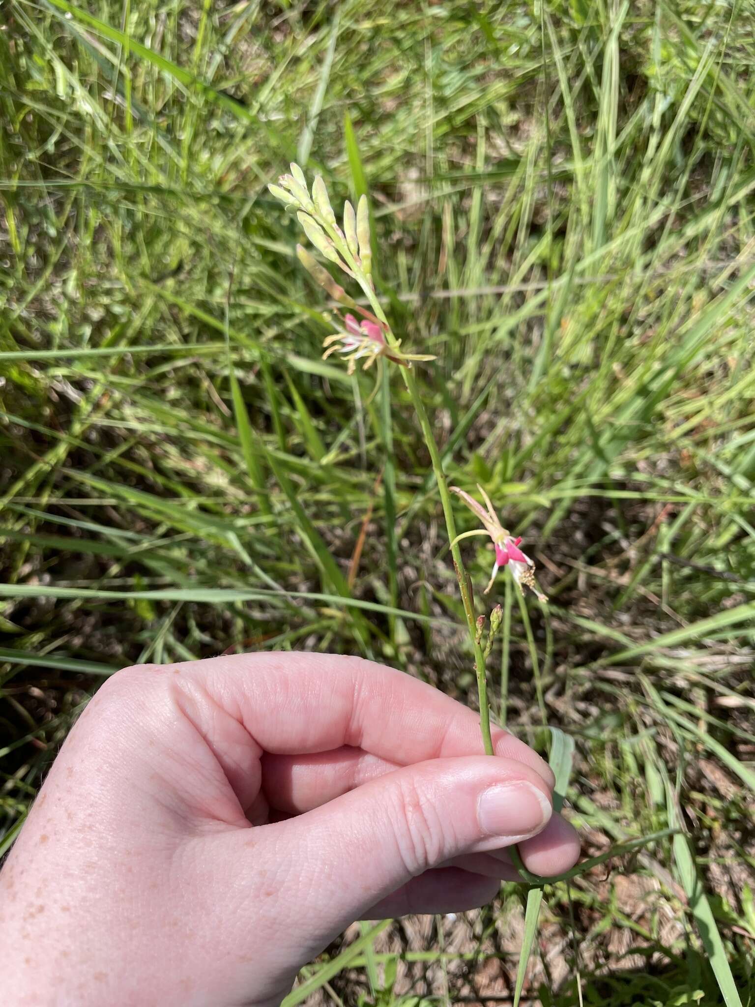 Sivun Oenothera sinuosa W. L. Wagner & Hoch kuva