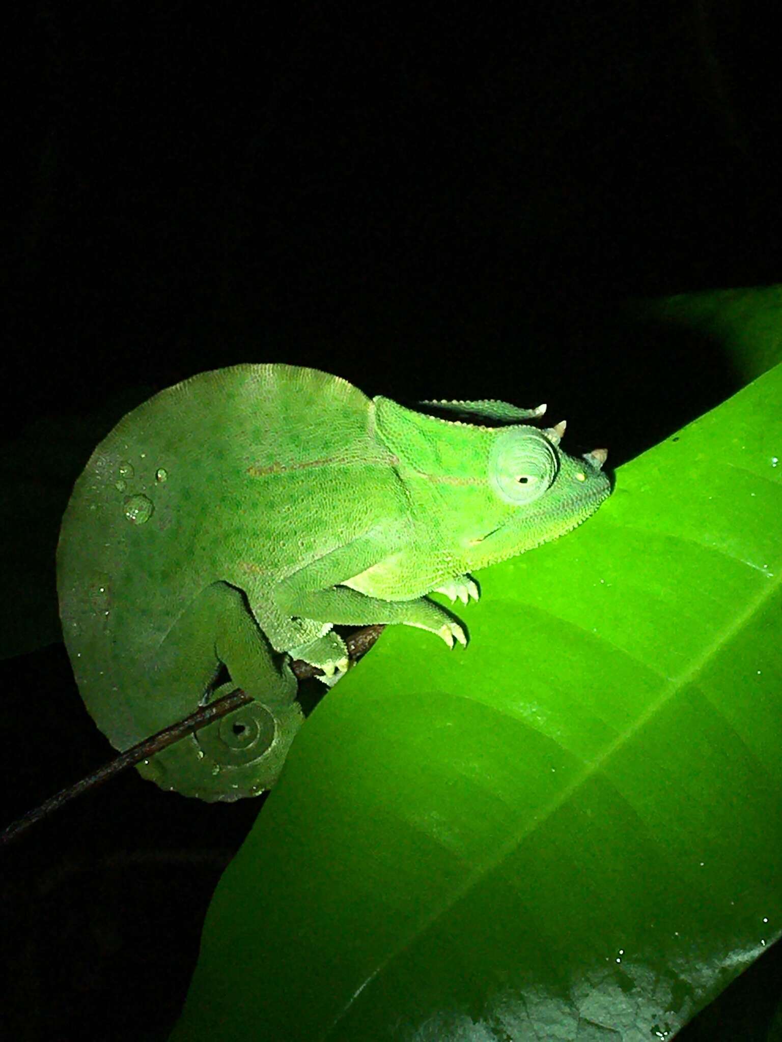 Image of Usambara Three-Horned Chameleon