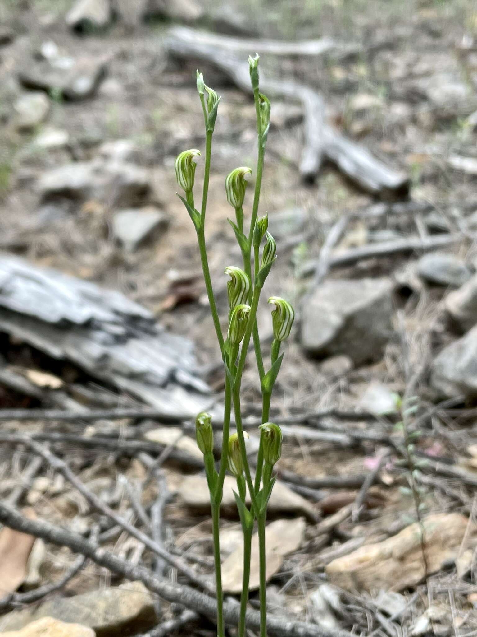 Image of Tiny greenhood