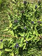 Image of Cross gentian