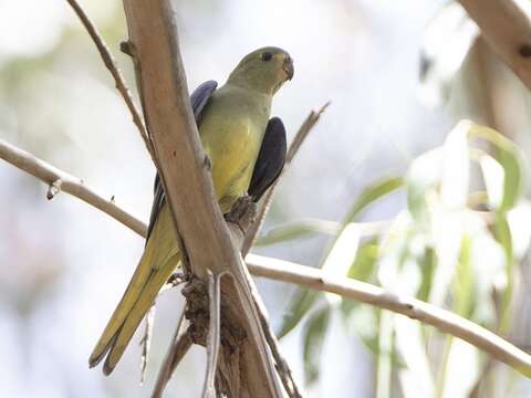 Image of Blue-winged Parrot