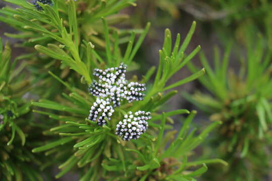 Image of Heliotropium stenophyllum Hook. & Arn.